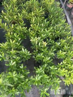 高度40厘米金边瑞香