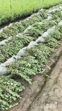 高度45厘米金边黄杨