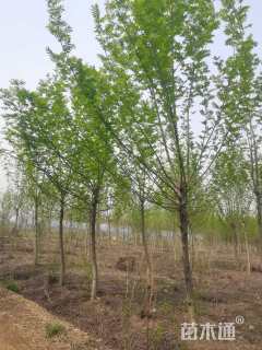 8公分枫杨