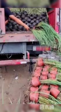 高度25厘米矢羽芒