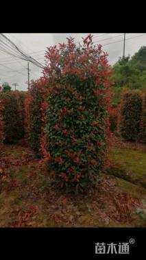高度100厘米红叶石楠柱