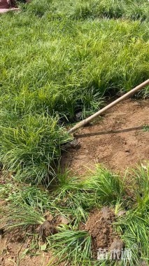 高度20厘米沿阶草