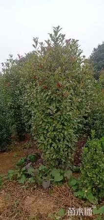 高度220厘米红叶石楠柱