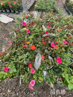 高度25厘米欧洲月季