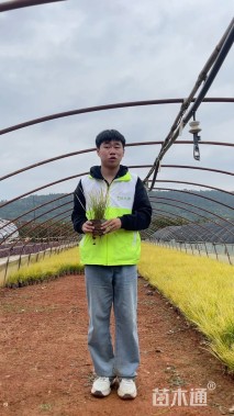 高度20厘米金线菖蒲