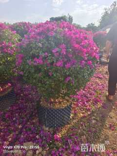 高度80厘米三角梅