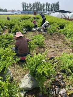 高度40厘米珍珠绣线菊