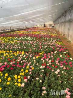 高度20厘米花毛茛