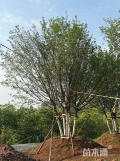 高度1000厘米丛生五角枫