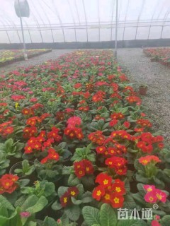 报春花