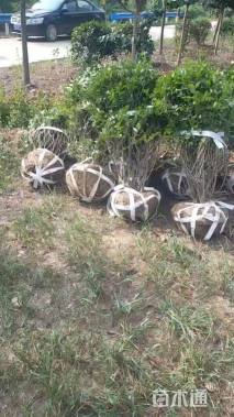 冠幅100厘米小叶黄杨球