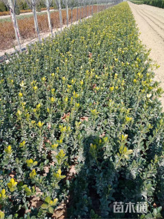 高度50厘米大叶黄杨