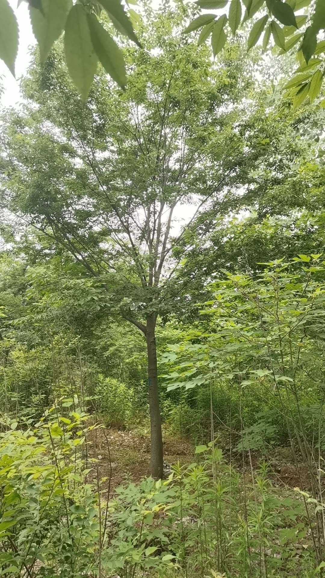 18公分榉树