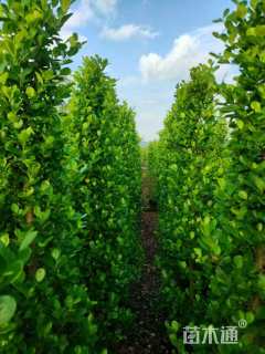 高度220厘米火山榕