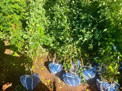 高度30厘米胡枝子