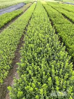 高度50厘米卫矛