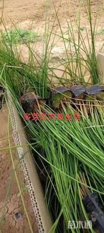 高度40厘米灯心草