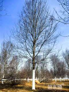 15公分美国红枫