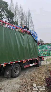 高度150厘米银姬小蜡