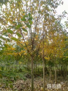 20公分二乔玉兰