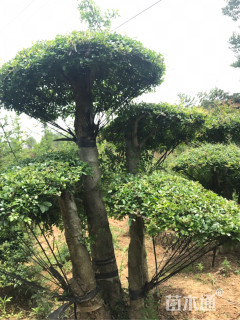 造型对节白蜡