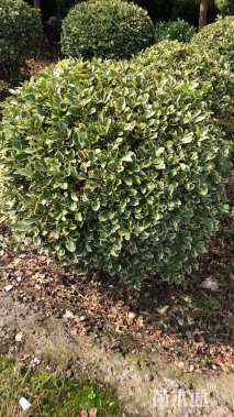 冠幅120厘米金边黄杨球