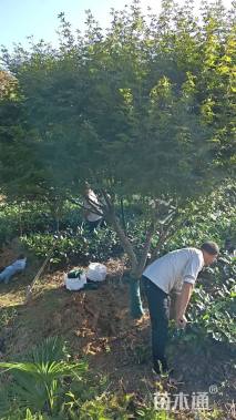 10公分日本红枫