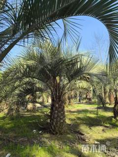 裸干高600厘米中东海枣