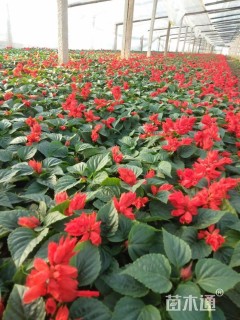 高度5厘米一串红