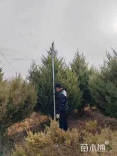 高度3000厘米刺柏