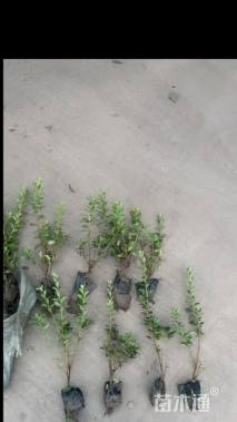 高度25厘米春鹃小苗