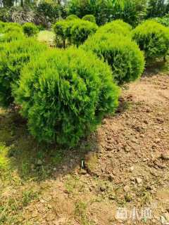 冠幅170厘米洒金柏球