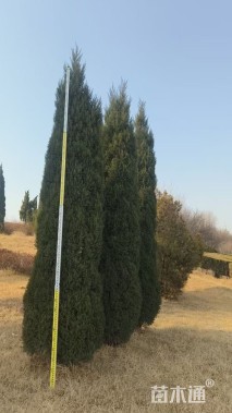 高度200厘米桧柏