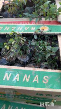 高度10厘米美国薄荷