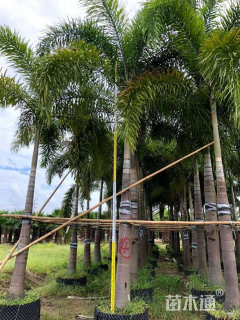 裸干高600厘米狐尾椰