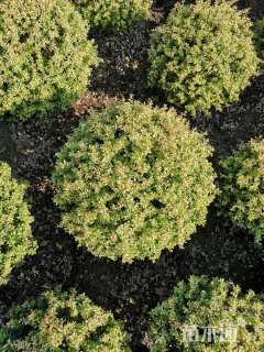 冠幅50厘米火棘球