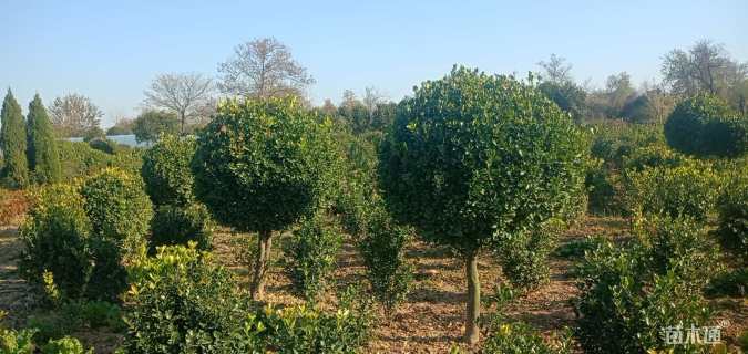 高度150厘米黄杨