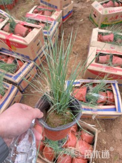 高度40厘米粉黛乱子草