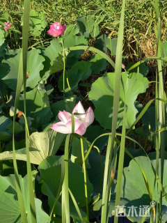高度90厘米荷花