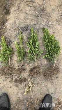 高度40厘米红叶小檗