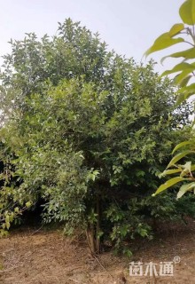 高度400厘米丛生大叶女贞