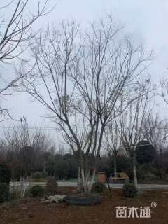 8公分(5杆)丛生蓝花楹