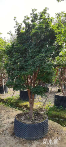 高度250厘米嘉宝果