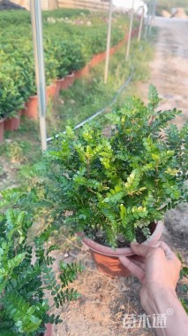 高度30厘米胡椒木