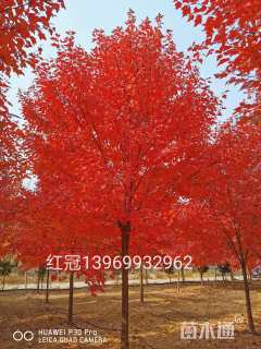 12公分美国红枫-红冠