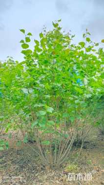 高度100厘米丛生紫丁香