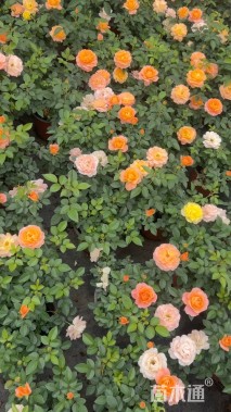 高度30厘米大花月季