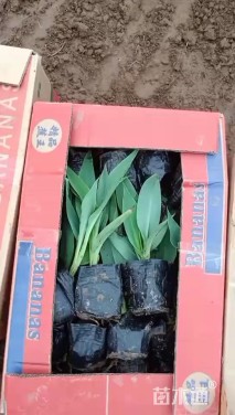 高度15厘米水生美人蕉