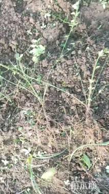 高度40厘米迎春花