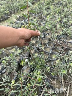 高度100厘米秋华柳